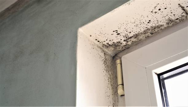 Mold Removal for HVAC Installations in Porcupine, SD