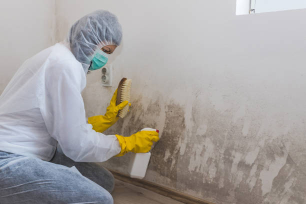 Best Black Mold Removal  in Porcupine, SD