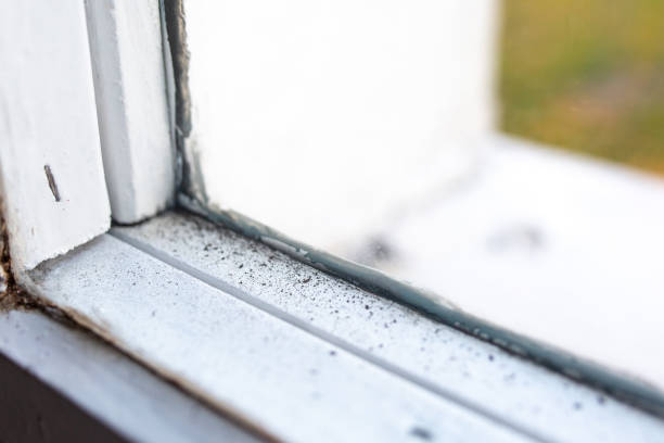 Best Biohazard Mold Removal  in Porcupine, SD