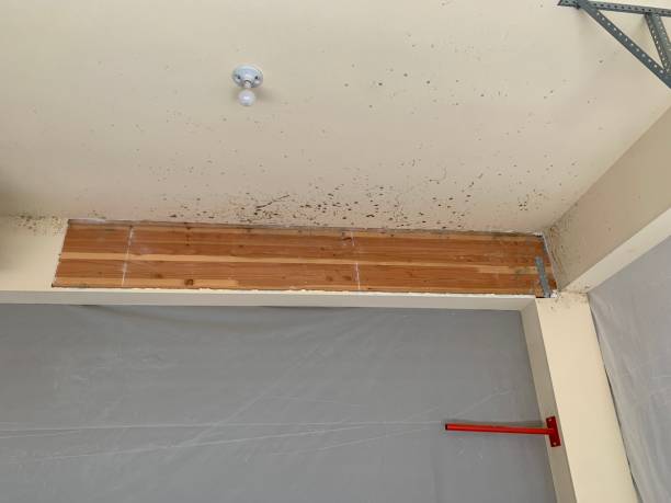 Best Water Damage & Mold Remediation  in Porcupine, SD