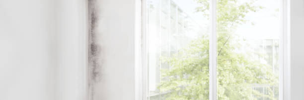 Environmental Consulting for Mold Prevention in Porcupine, SD