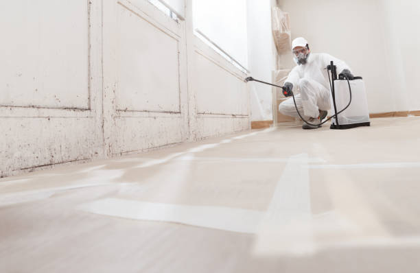 Best Mold Damage Restoration  in Porcupine, SD